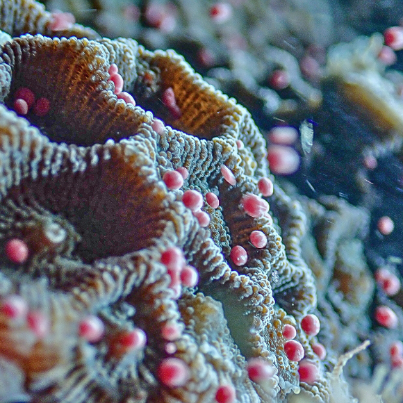 珊瑚礁 アカサンゴ | 公益財団法人 黒潮生物研究所